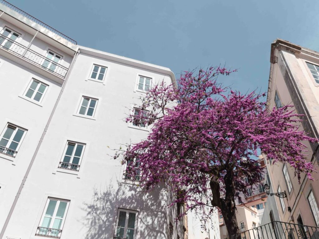 A purple Jacarandá tree in Lisbon, Portugal.